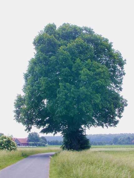 Bild 1 von 2 Linden